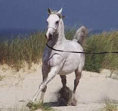 les plus belles images de chevaux