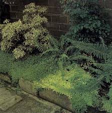 deep shade plants