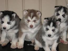 husky puppy
