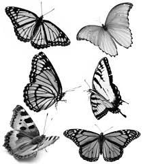 butterfly images