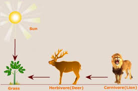 forest food chains