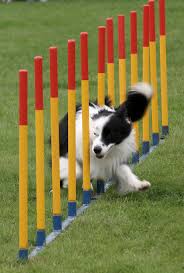 dog weave poles
