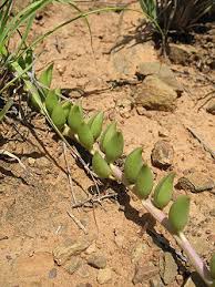 senecio radicans