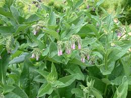 symphytum officinale