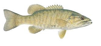 smallmouth bass