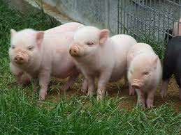 three pigs