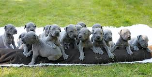 puppy great dane