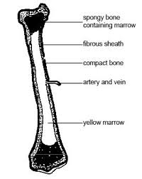 anatomy and physiology skeleton