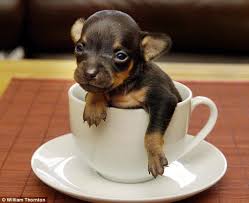 dog coffee mug