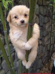 cute dogs