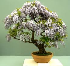 bonsai plants