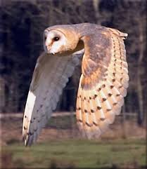 barn owls
