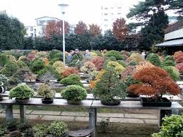 omiya bonsai village