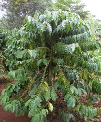 coffee uganda