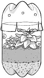 soda bottle terrariums