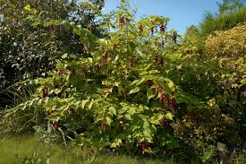 leycesteria formosa