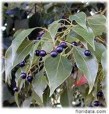 camphor leaves