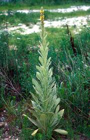 common mullein