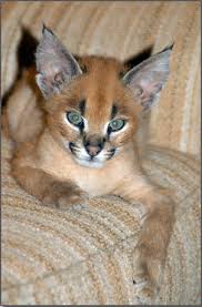 Caracal kitten Brandy