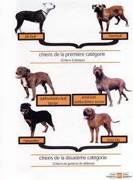 chien american