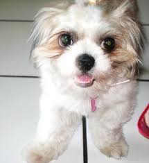 dog tear stains