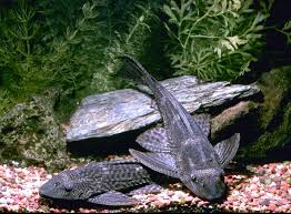 plecostomus types