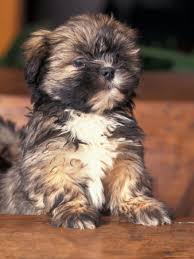 lhasa apso puppy