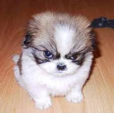funny puppies
