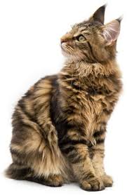 main coon cats