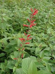 sage pineapple