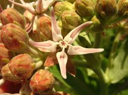 showy milkweed pictures