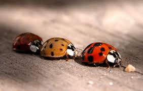 digital macro photography
