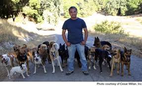 encantador de perros