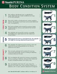 cat weight scale