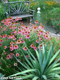 coneflower plants