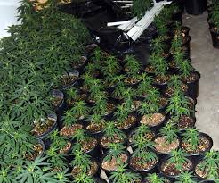 grow marijuana