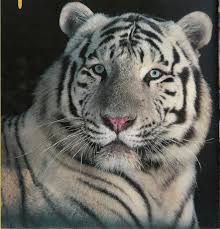 image de tigre blanc