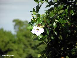 morning glory flower