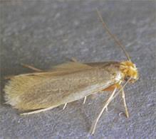 wool moths