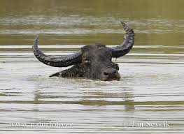       -  15 Water-buffalo--xxxarni_dsa1892