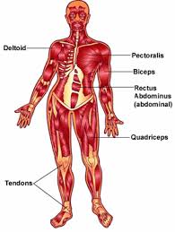 muscles du corps humain