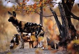 african wild dog
