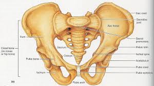 pelvic bone