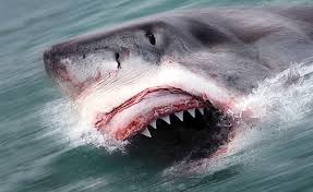 killer sharks