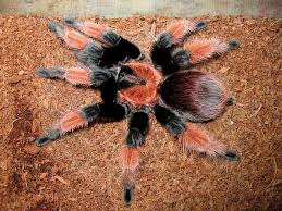 brachypelma emilia