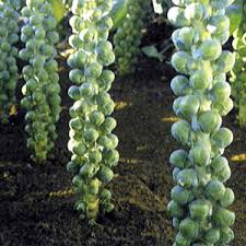 brussel sprout seeds