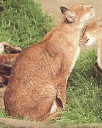chat d afrique
