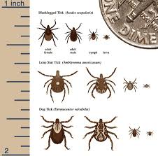 deer tick photo