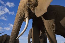 elephants national geographic