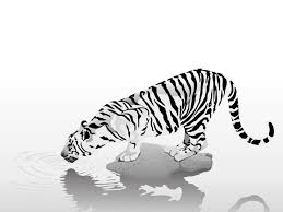 white tiger pictures